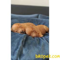 EĞİTİMLİ ANNEDEN TOY POODLE BEBEKLER 4