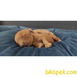 EĞİTİMLİ ANNEDEN TOY POODLE BEBEKLER 3