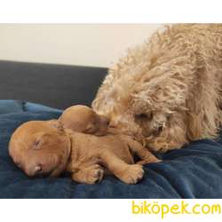EĞİTİMLİ ANNEDEN TOY POODLE BEBEKLER 2