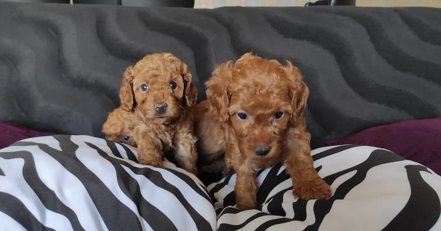 EĞİTİMLİ ANNEDEN TOY POODLE BEBEKLER 2