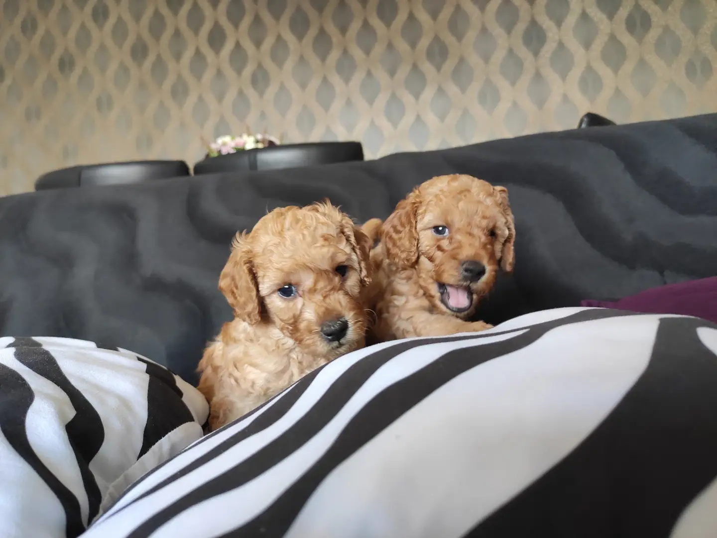 EĞİTİMLİ ANNEDEN TOY POODLE BEBEKLER 4