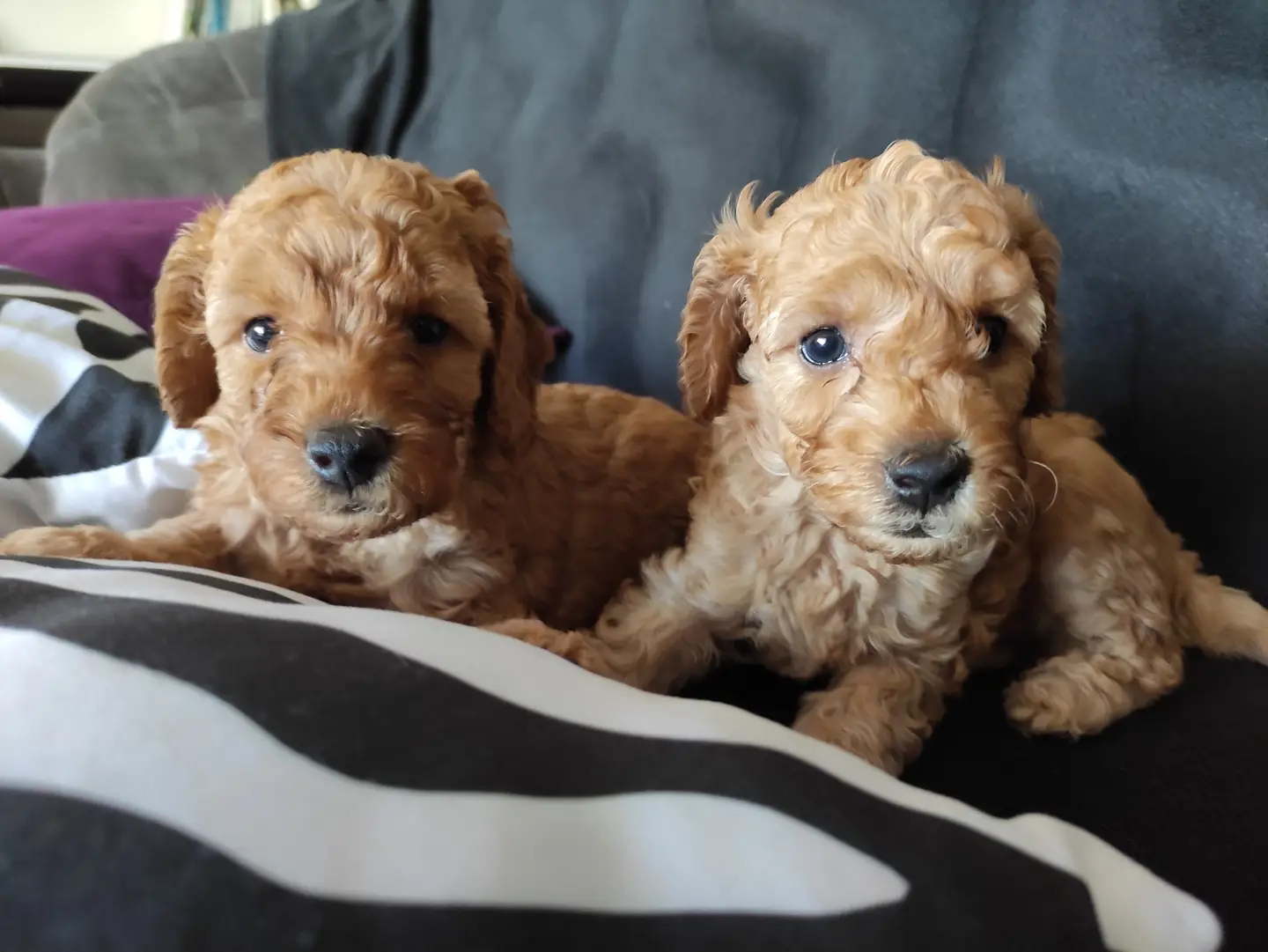 EĞİTİMLİ ANNEDEN TOY POODLE BEBEKLER 1