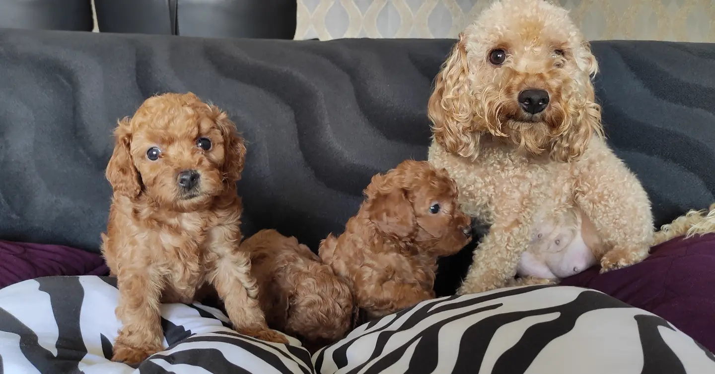 EĞİTİMLİ ANNEDEN TOY POODLE BEBEKLER 5