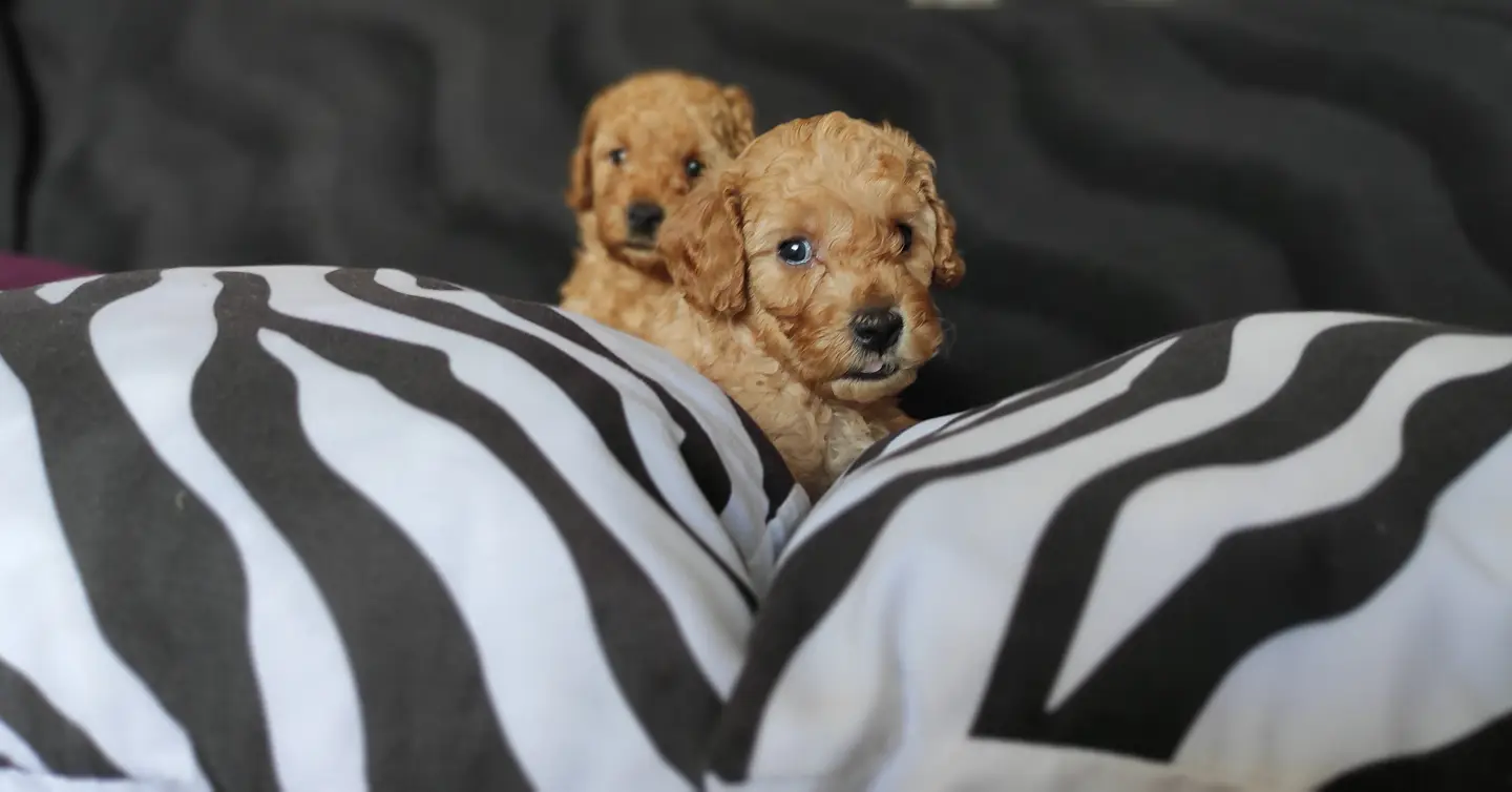 EĞİTİMLİ ANNEDEN TOY POODLE BEBEKLER 3