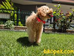 EĞİTİMLİ ANNEDEN TOY POODLE BEBEKLER EV ÜRETİMİ 5
