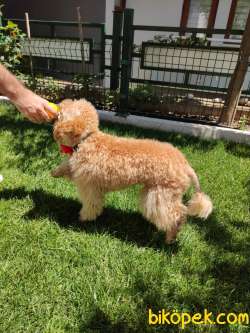 EĞİTİMLİ ANNEDEN TOY POODLE BEBEKLER EV ÜRETİMİ 4