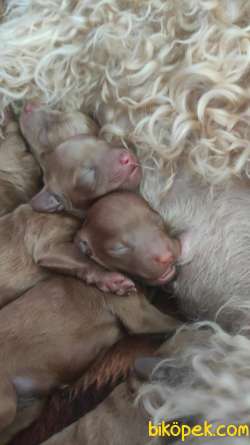 EĞİTİMLİ ANNEDEN TOY POODLE BEBEKLER EV ÜRETİMİ 2