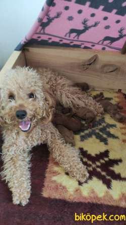 EĞİTİMLİ ANNEDEN TOY POODLE BEBEKLER EV ÜRETİMİ 3