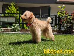 EĞİTİMLİ ANNEDEN TOY POODLE BEBEKLER EV ÜRETİMİ 1