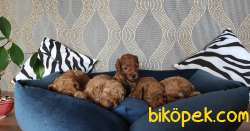 EĞİTİMLİ ANNEDEN TOY POODLE BEBEKLERİ 3