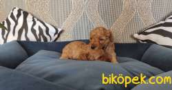 EĞİTİMLİ ANNEDEN TOY POODLE BEBEKLERİ 4