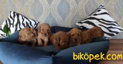 EĞİTİMLİ ANNEDEN TOY POODLE BEBEKLERİ 1