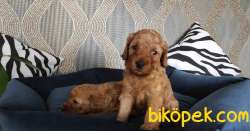 EĞİTİMLİ ANNEDEN TOY POODLE BEBEKLERİ 5