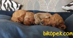 EĞİTİMLİ ANNEDEN TOY POODLE BEBEKLERİ 2