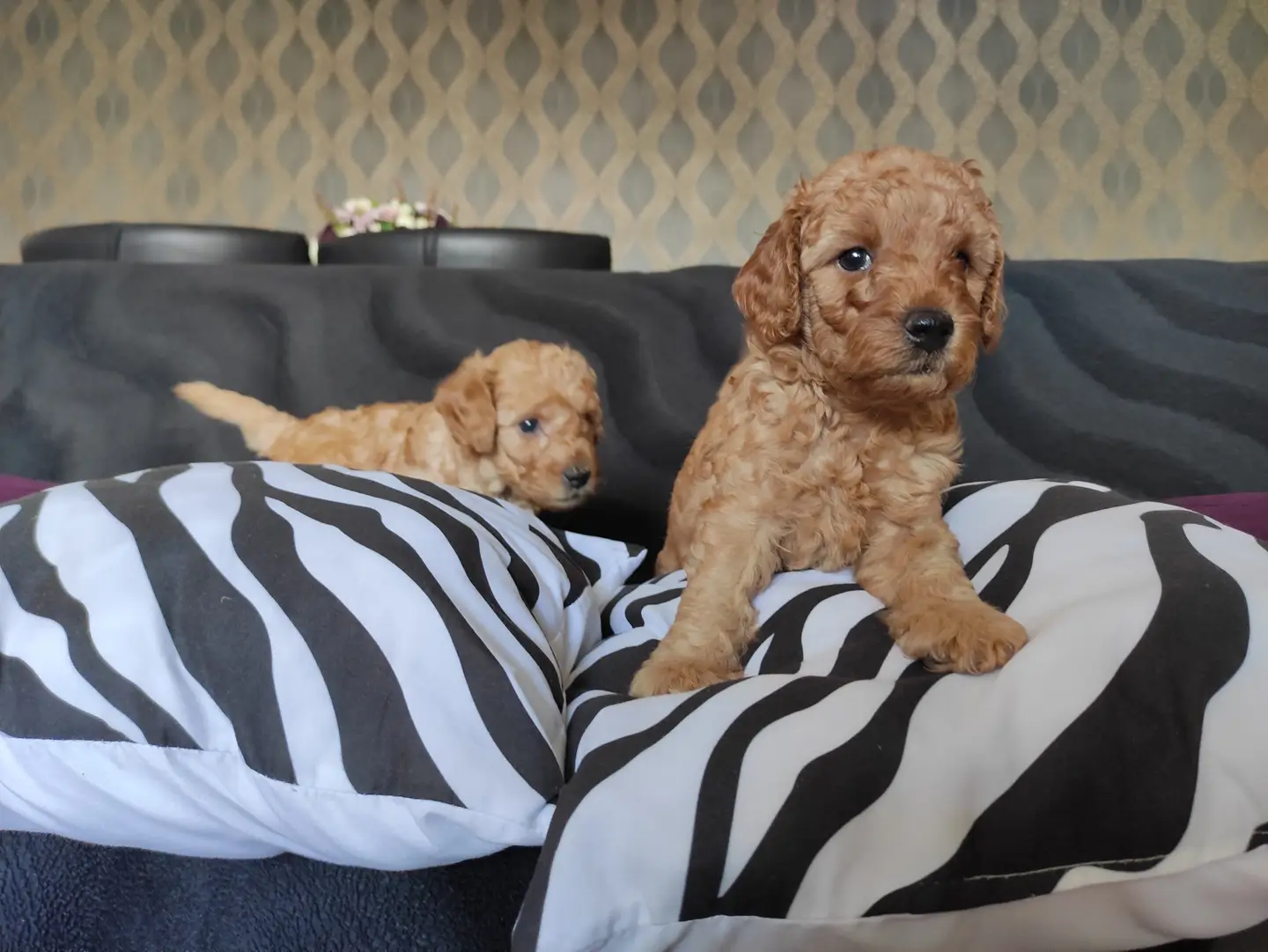EĞİTİMLİ ANNEDEN TOY POODLE BEBEKLERİ 4