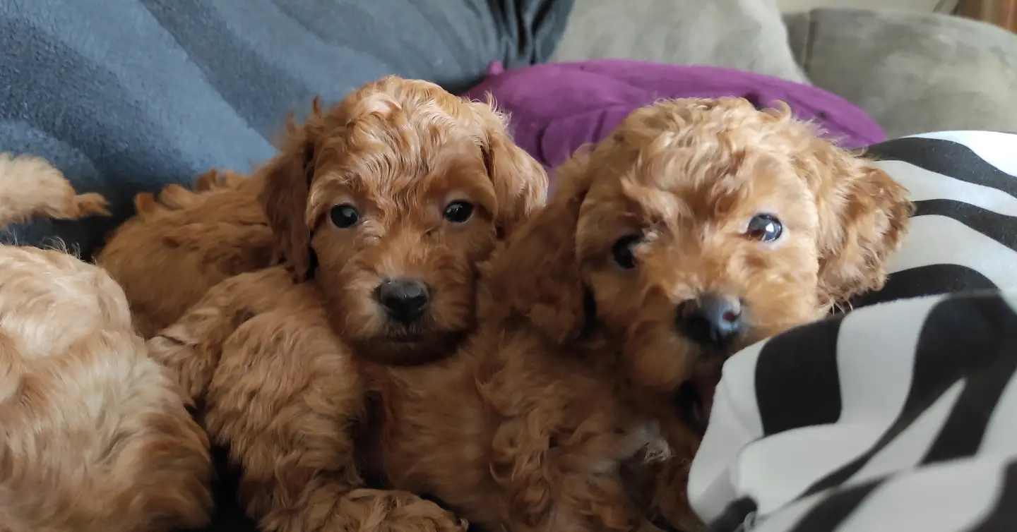 EĞİTİMLİ ANNEDEN TOY POODLE BEBEKLERİ 3