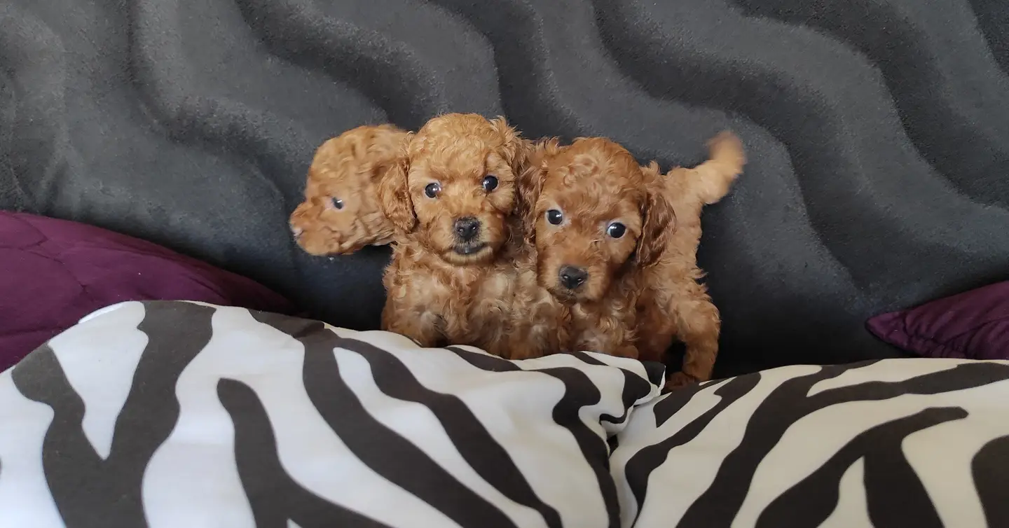 EĞİTİMLİ ANNEDEN TOY POODLE BEBEKLERİ 1