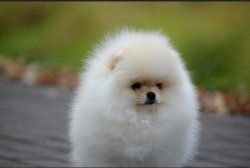 Eğitimli Boo Dog Pomeranian Show Kalite 2
