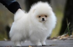 Eğitimli Boo Dog Pomeranian Show Kalite 5