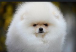 Eğitimli Boo Dog Pomeranian Show Kalite 4