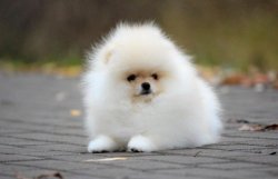 Eğitimli Boo Dog Pomeranian Show Kalite 1