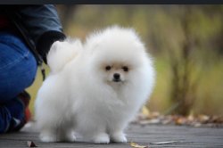 Eğitimli Boo Dog Pomeranian Show Kalite 3