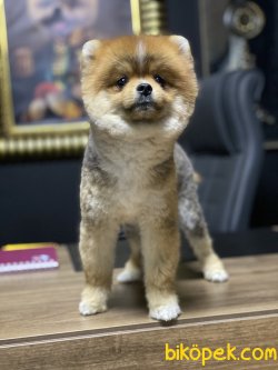 Eğitimli Boo Pomeranian Show Kalite Teddy Bear 3