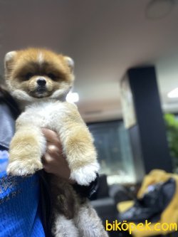 Eğitimli Boo Pomeranian Show Kalite Teddy Bear 1