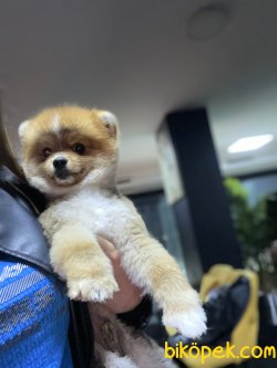 Eğitimli Boo Pomeranian Show Kalite Teddy Bear 2