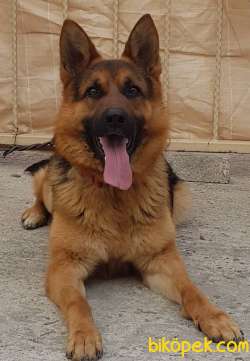 Eğitimli, Dereceli, Secereli Erkek Alman Çoban Köpeği 2