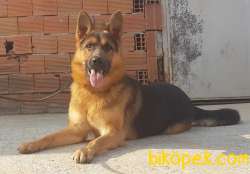 Eğitimli, Dereceli, Secereli Erkek Alman Çoban Köpeği 3