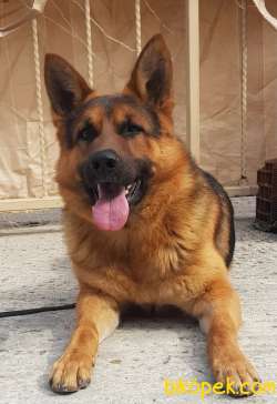 Eğitimli, Dereceli, Secereli Erkek Alman Çoban Köpeği 1
