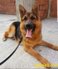 Eğitimli, Dereceli, Secereli Erkek Alman Çoban Köpeği 4