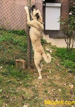 Eğitimli Erkek Kangal Çoban Köpeği 1