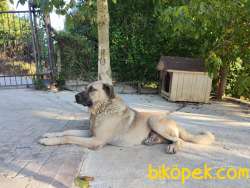 Eğitimli Erkek Kangal Çoban Köpeği 3