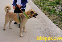 Eğitimli Erkek Kangal Çoban Köpeği 2