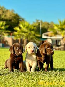 Premium Çikolata Labrador Retriever Yavruları 1