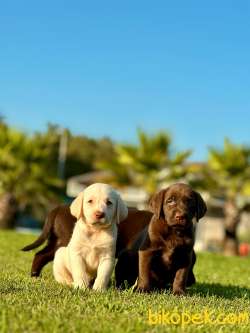 Premium Çikolata Labrador Retriever Yavruları 2