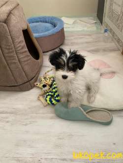 Eğitimli Maltese Terrier 2