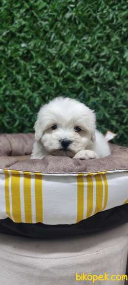 Eğitimli Mini Boy Maltese Yavrular