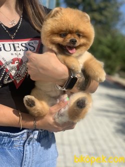 Eğitimli Oğlumuz Chicco Orjinal Teddy Bear 3