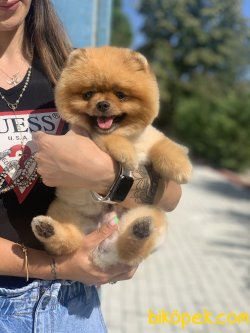 Eğitimli Oğlumuz Chicco Orjinal Teddy Bear 1