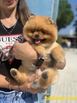 Eğitimli Oğlumuz Chicco Orjinal Teddy Bear 4