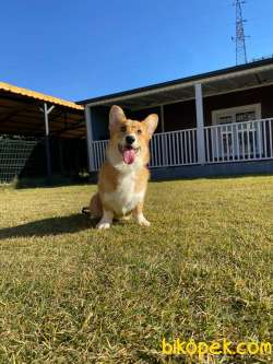 Eğitimli Pembroke Welsh Corgi Yavruları 2