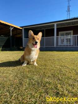 Eğitimli Pembroke Welsh Corgi Yavruları