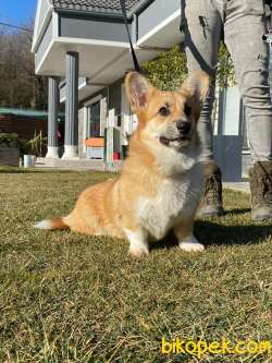 Eğitimli Pembroke Welsh Corgi Yavruları 5