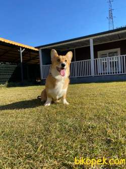 Eğitimli Pembroke Welsh Corgi Yavruları 3