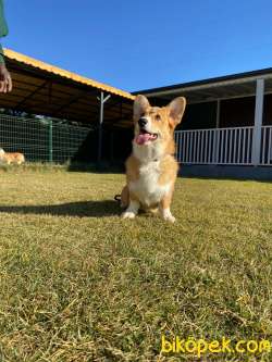 Eğitimli Pembroke Welsh Corgi Yavruları 4