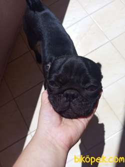 Eğitimli Pug 3