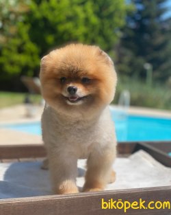Eğitimli Secereli Boo Pomeranian Ayı Surat 2